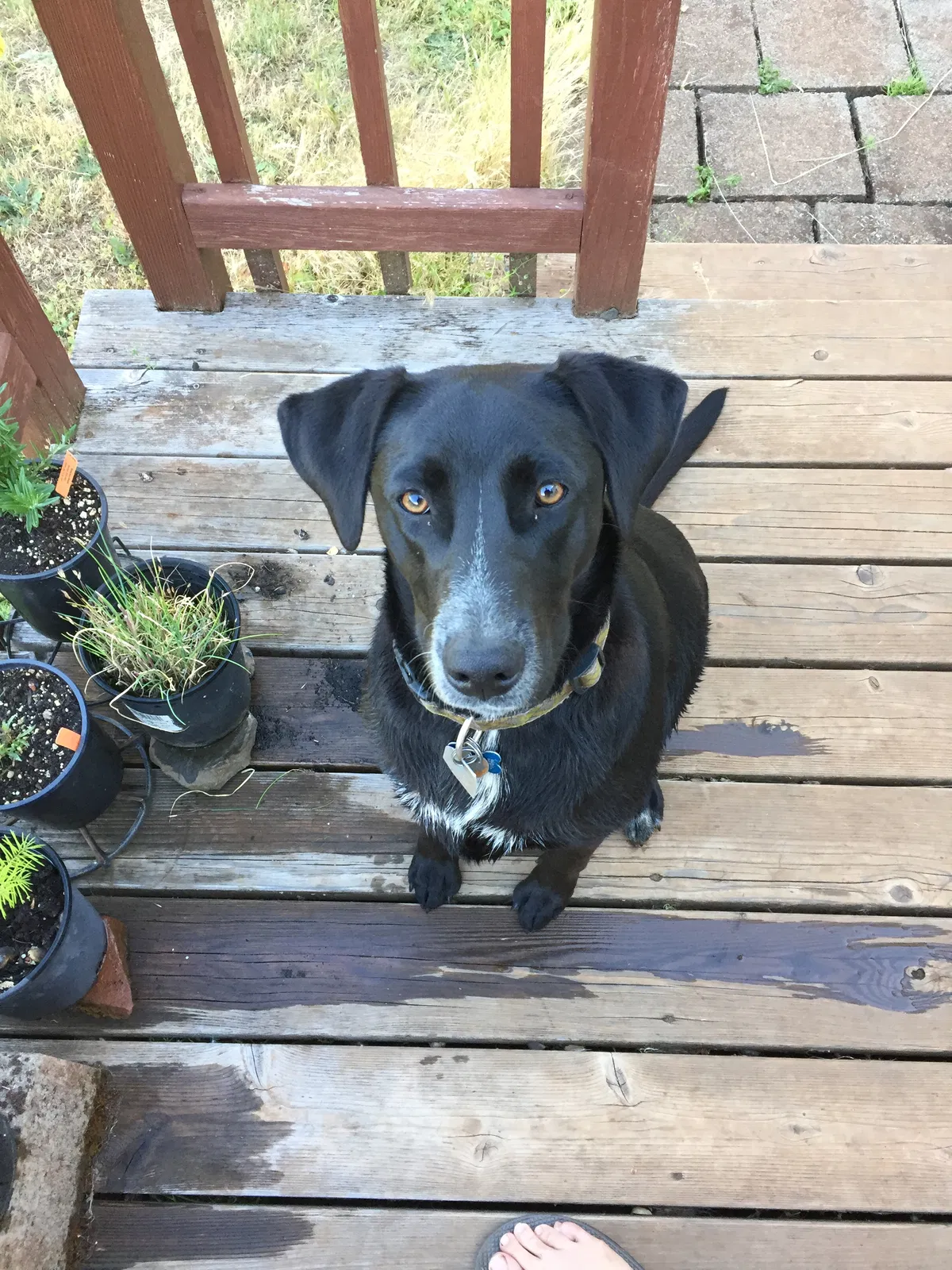 Lost dog in Oakland, OR, 97462