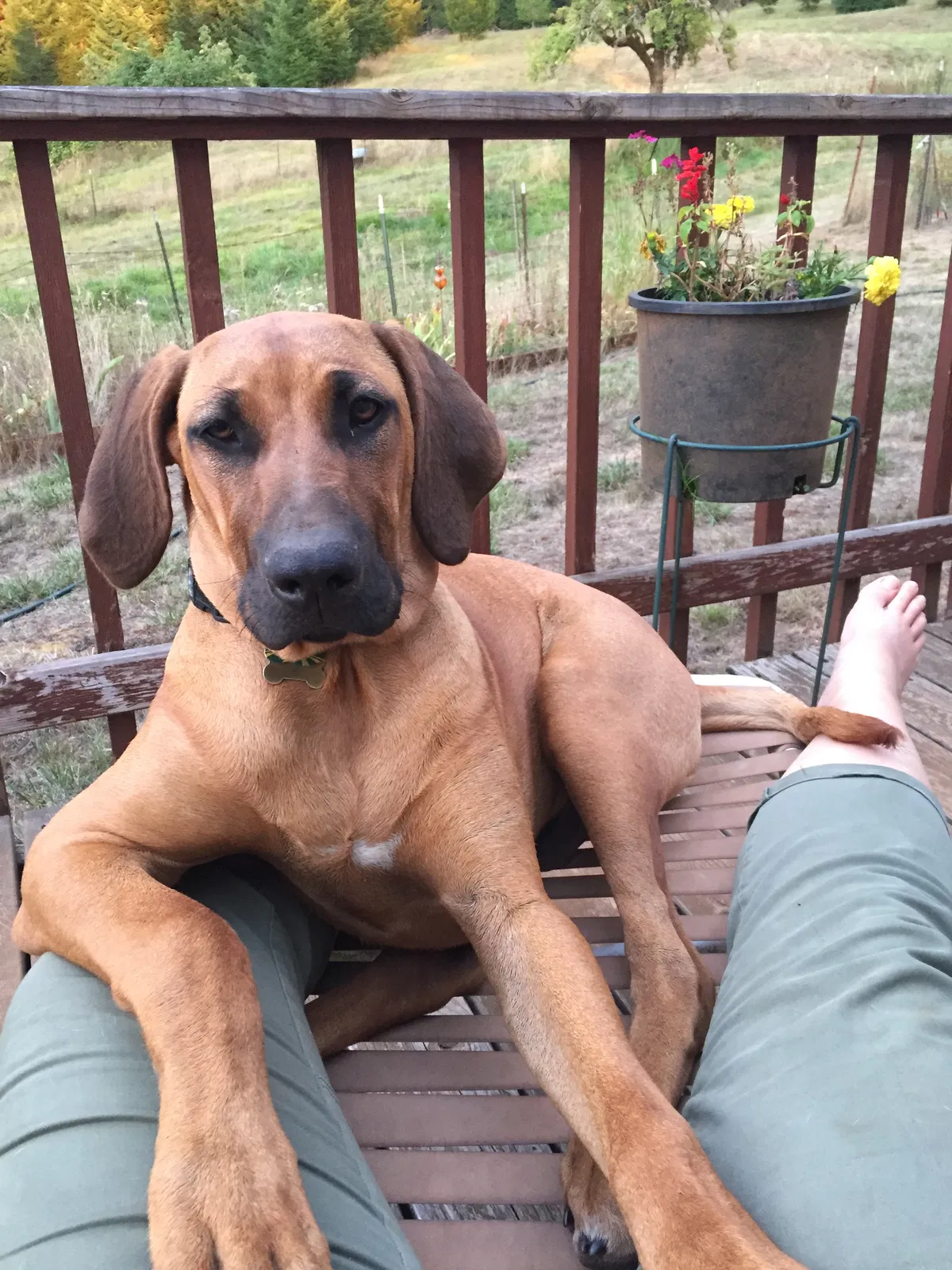 Lost dog in Oakland, OR, 97462