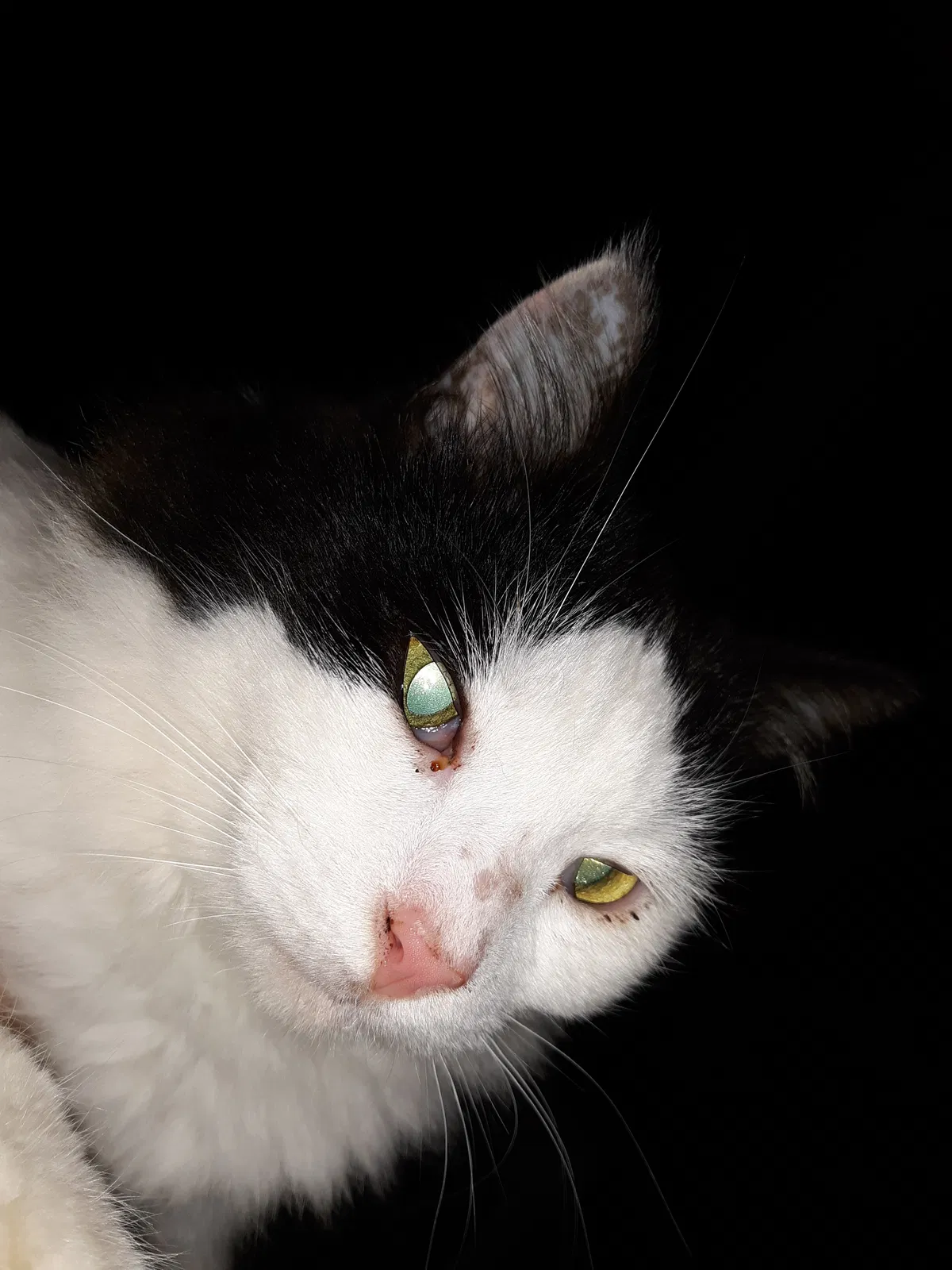 Found cat in Greentown, PA, 18426