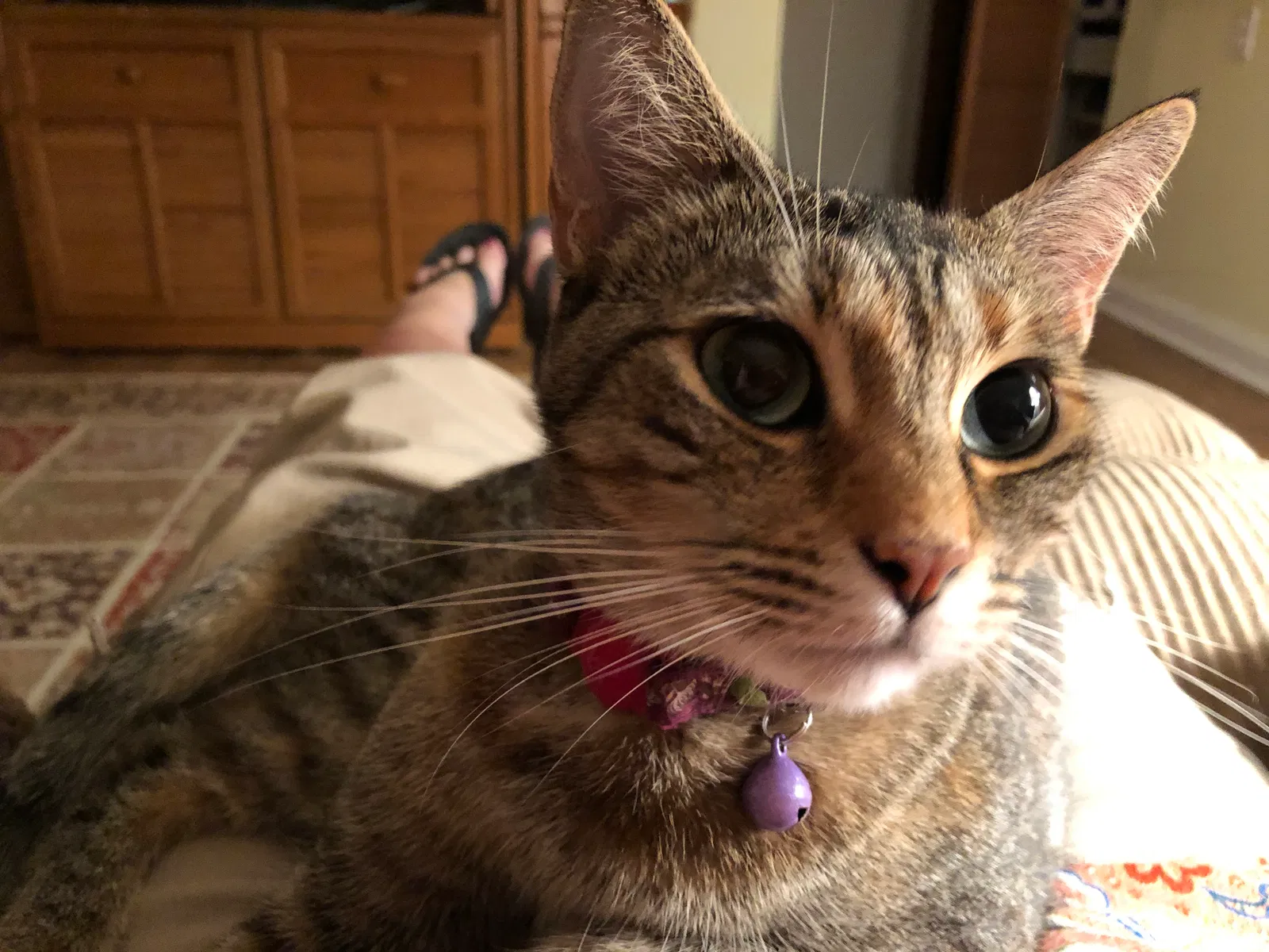 Lost cat in Palm Bay, FL, 32909