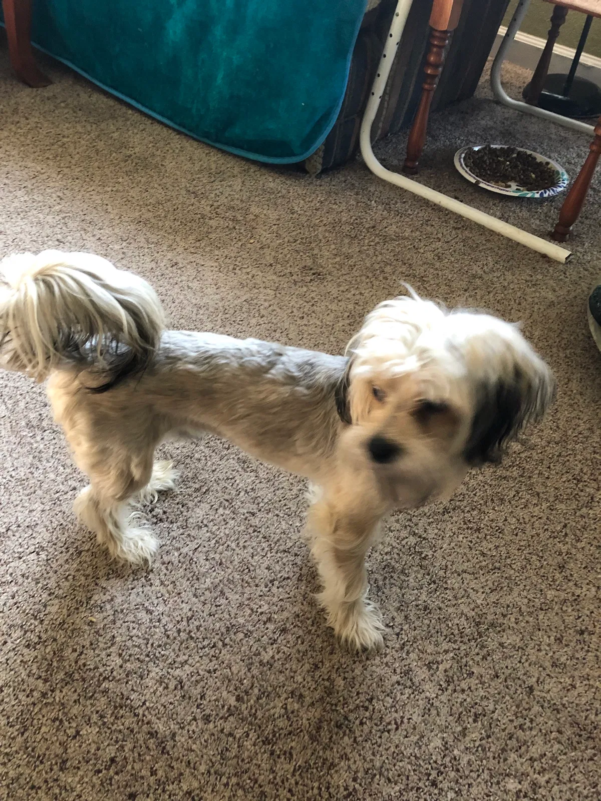 Lost dog in Greenwood, CA, 95635