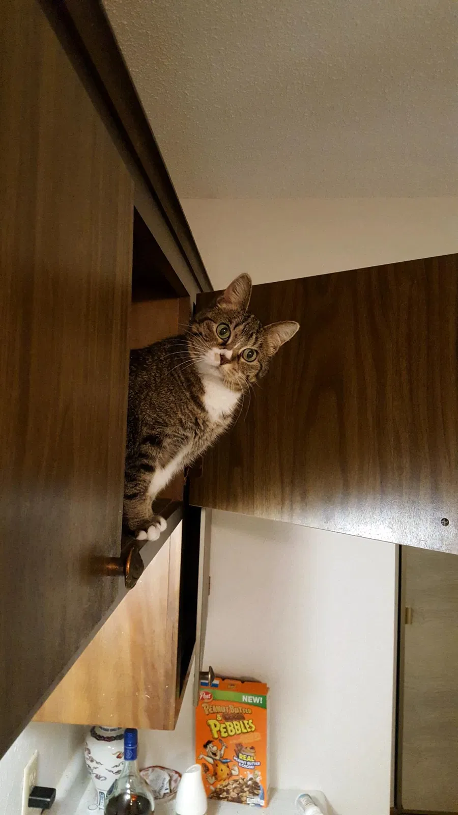 Lost cat in Mound, MN, 55364