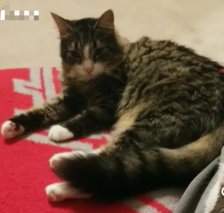 Lost cat in Canal Winchester, OH, 43110