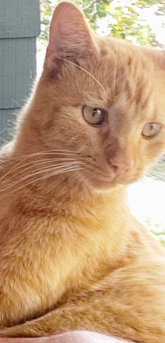 Lost cat in Columbus, OH, 43202