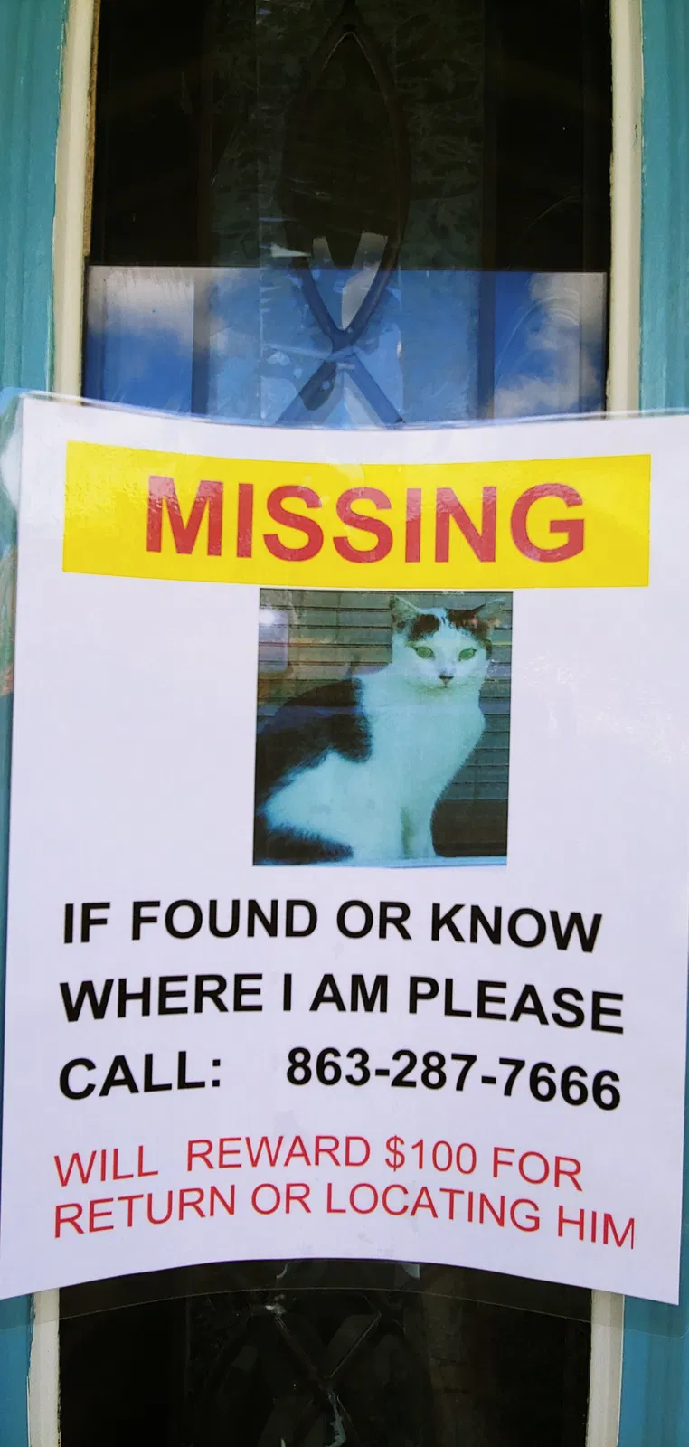 Lost cat in Lake Wales, FL, 33853