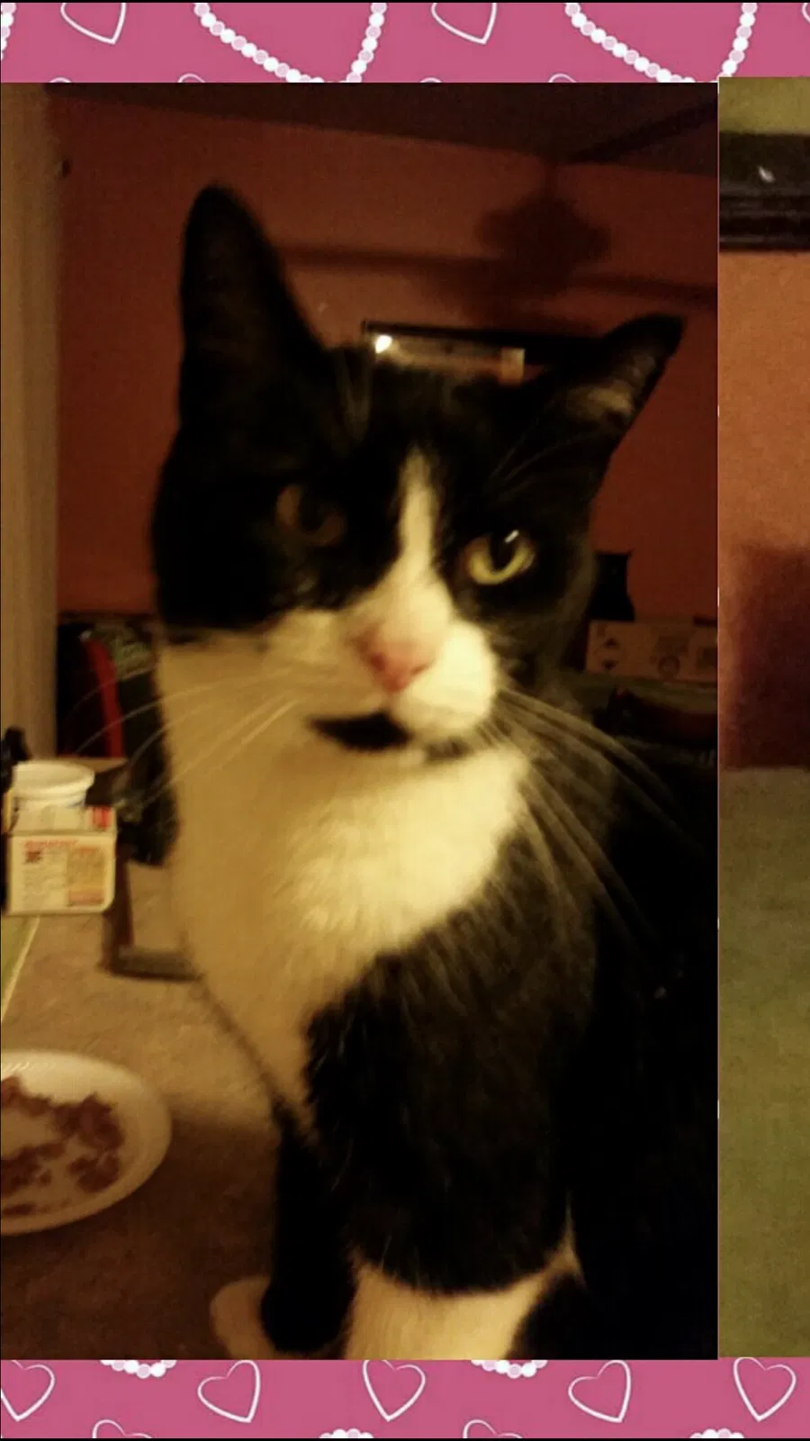 Lost cat in Griffith, IN, 46319