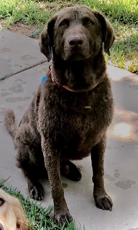 Lost dog in Northport, AL, 35475