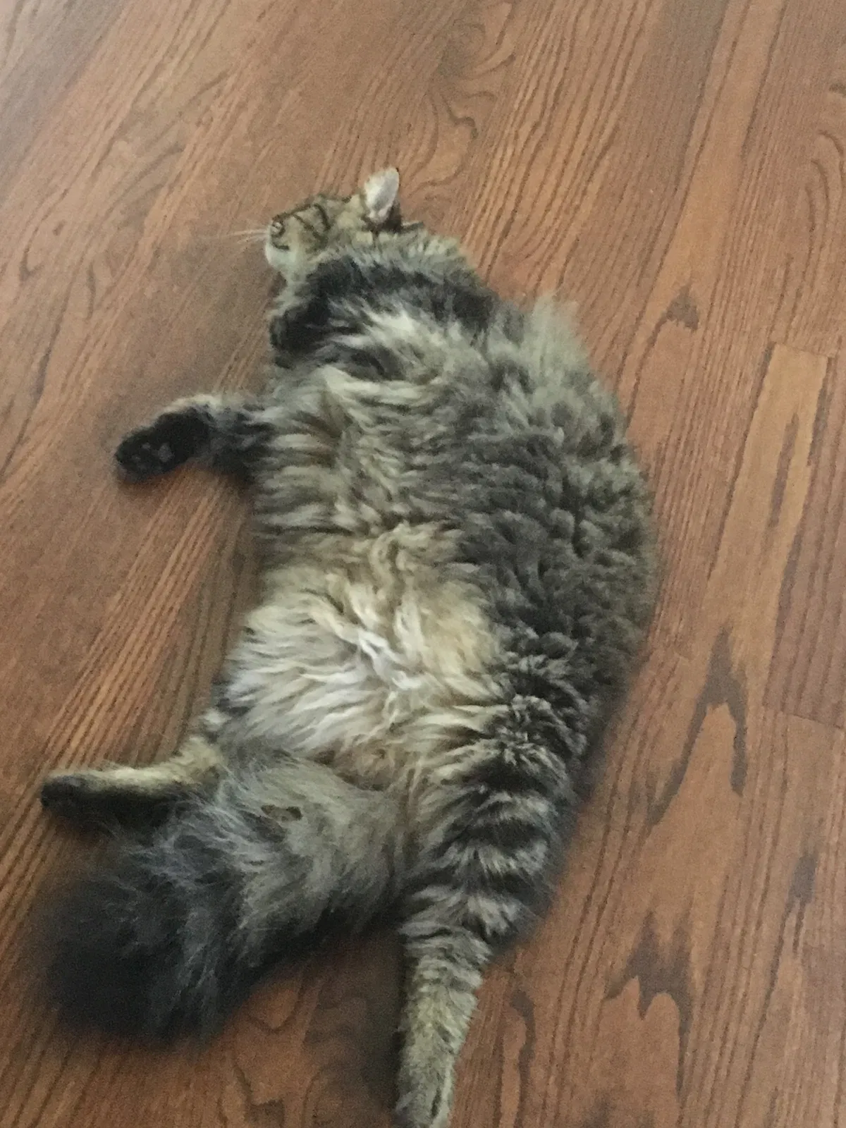 Lost cat in Marietta, GA, 30066