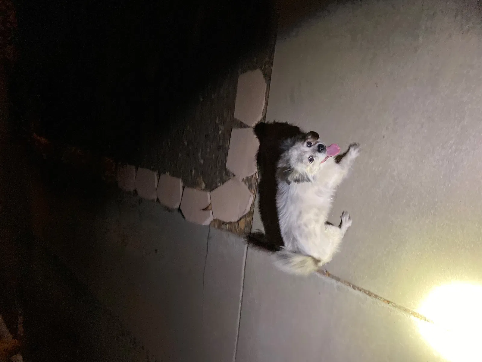 Found dog in Corona, CA, 92882