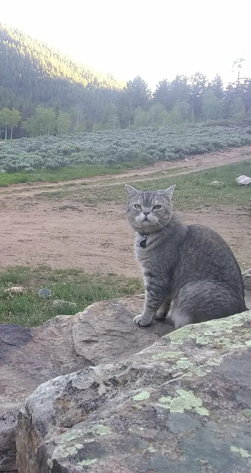 Lost cat in Phoenix, AZ, 85027
