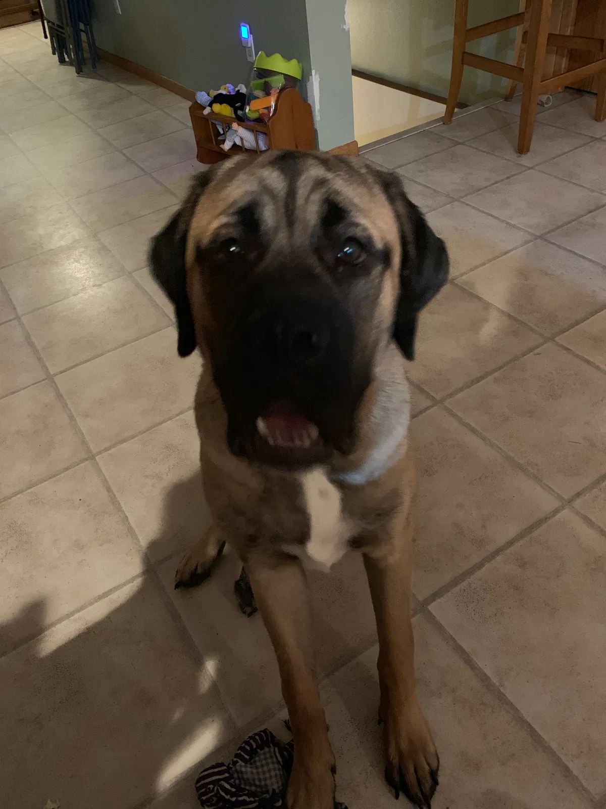 Lost dog in Waupaca, WI, 54981