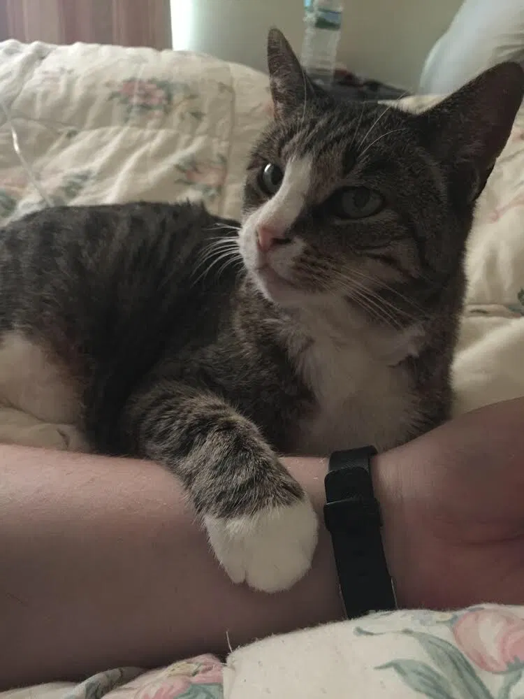 Lost cat in Sayreville, NJ, 8872