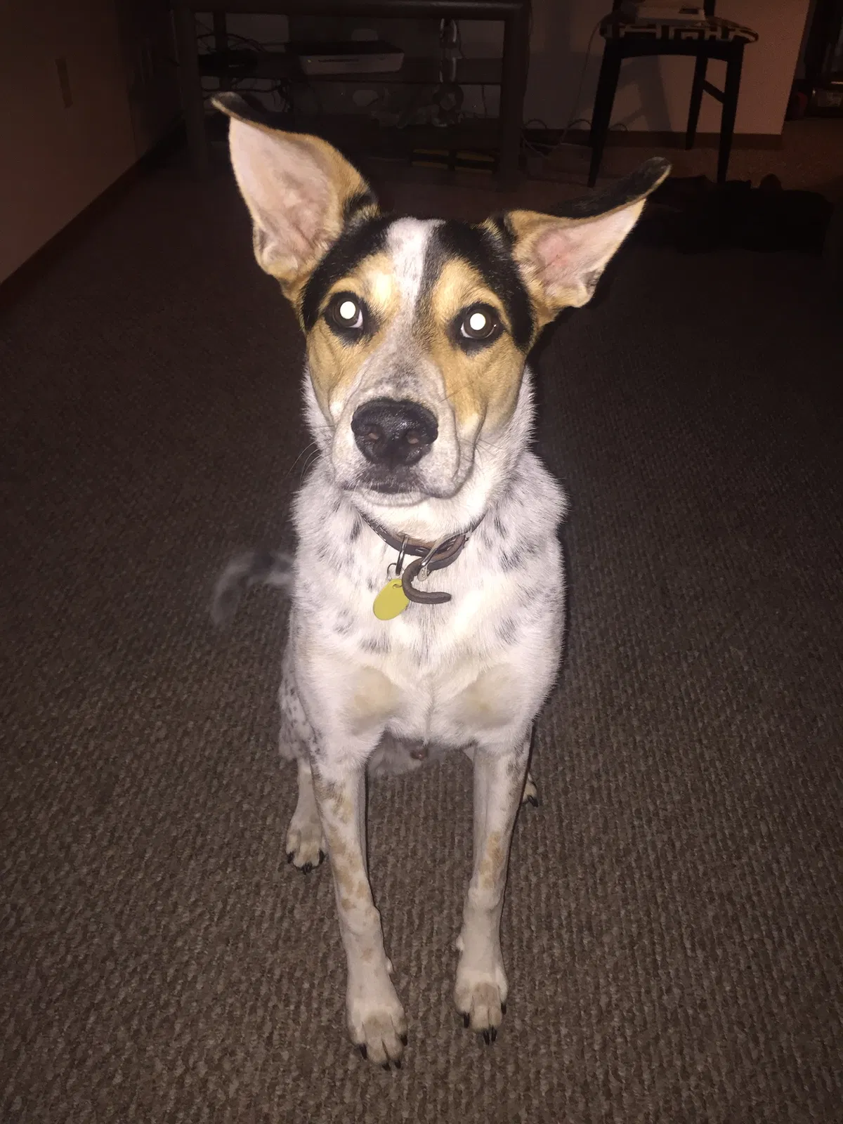 Lost dog in Waupaca, WI, 54981
