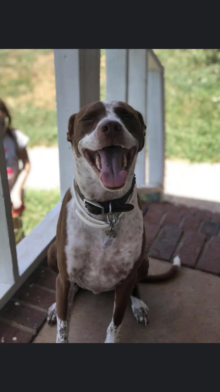 Lost dog in Athens, GA, 30606