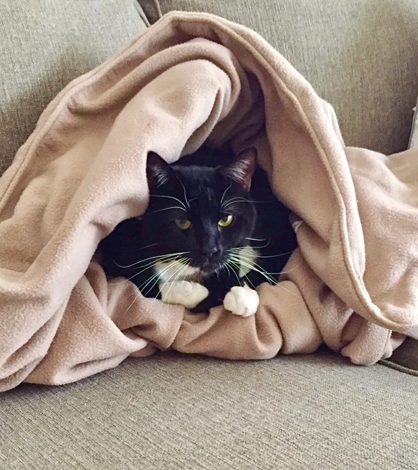 Lost cat in Lawrenceville, GA, 30043