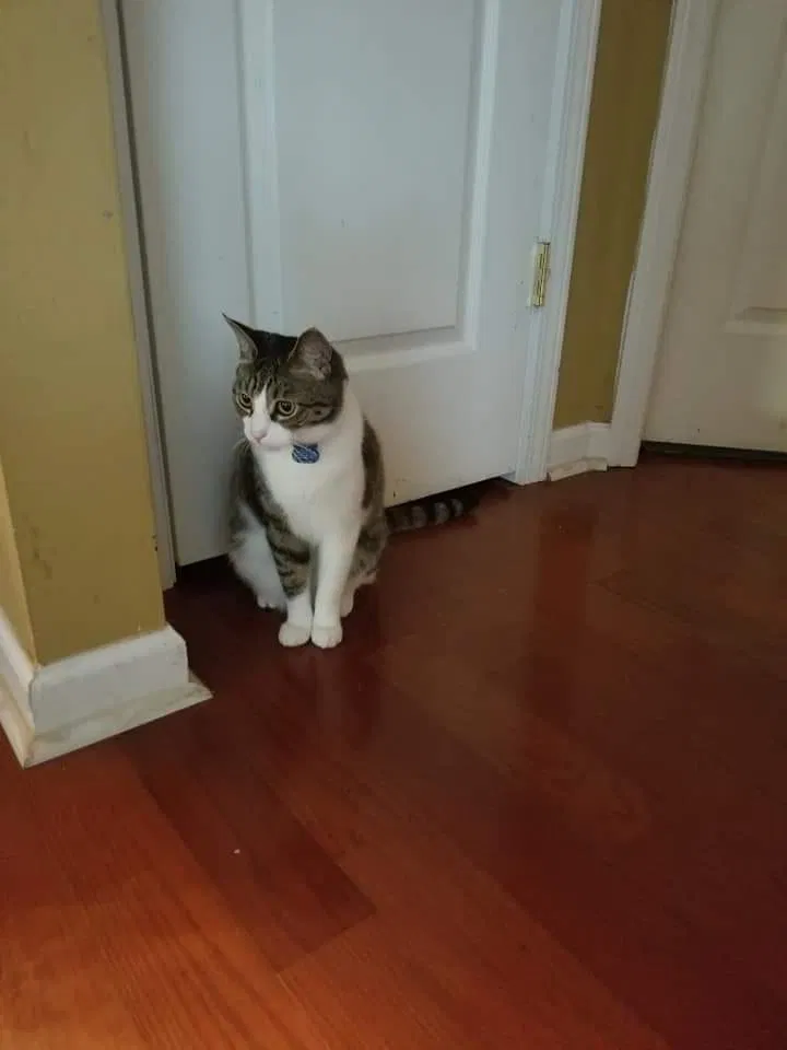 Lost cat in Dacula, GA, 30019