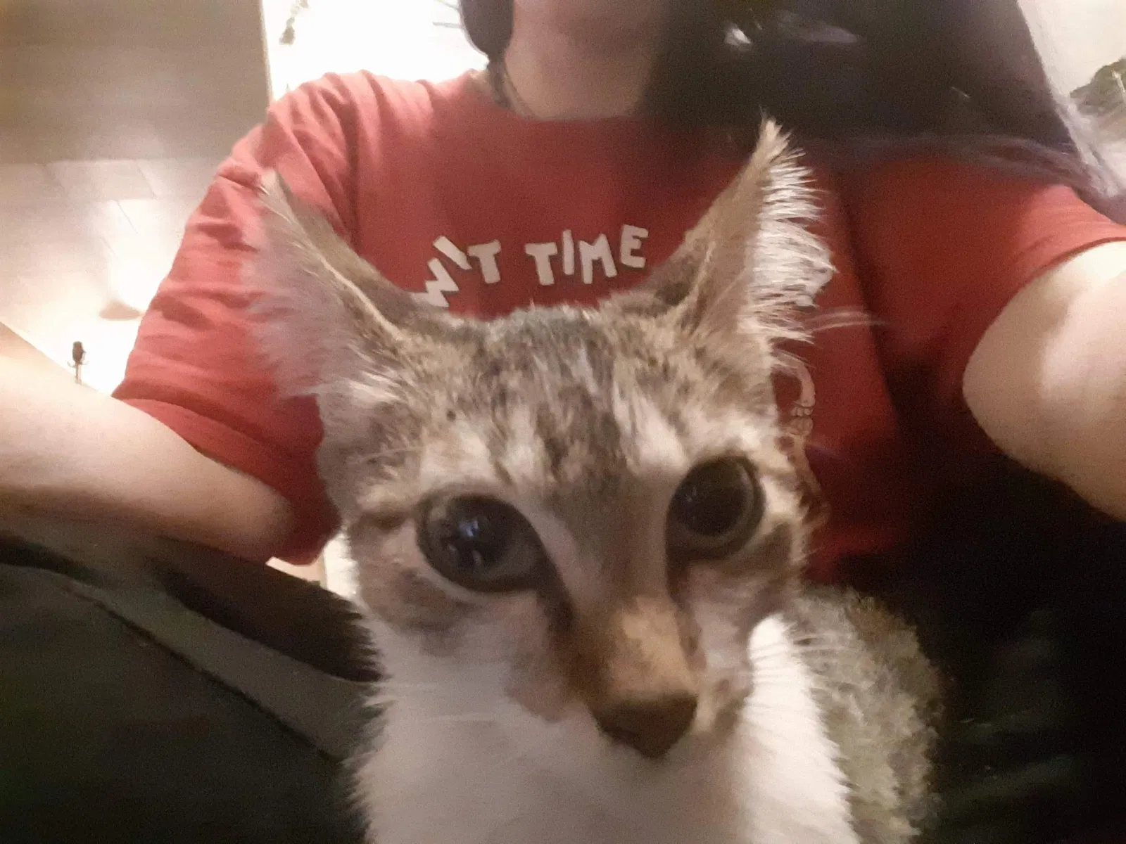 Lost cat in Aurora, MO, 65605
