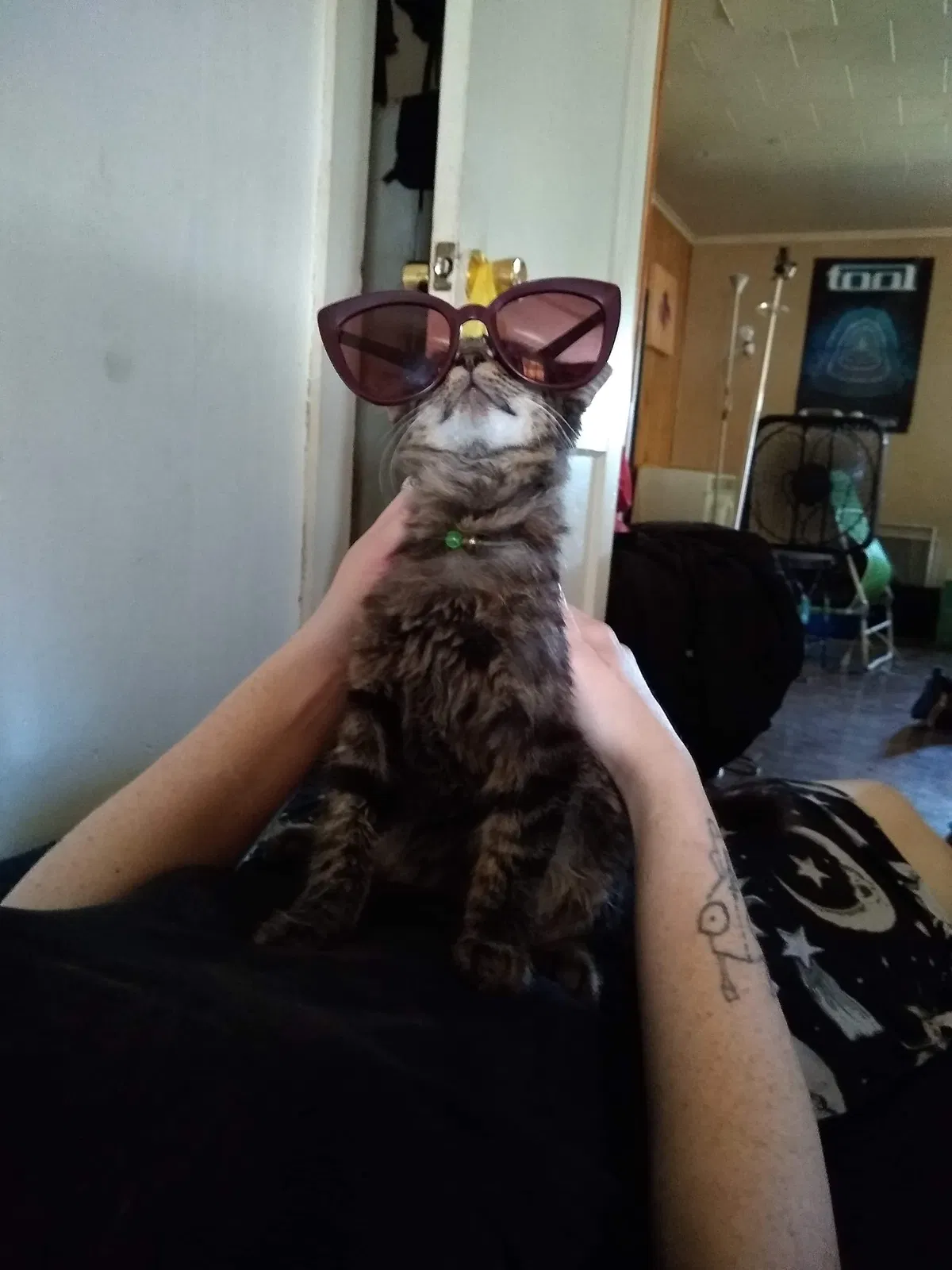 Lost cat in Aurora, MO, 65605