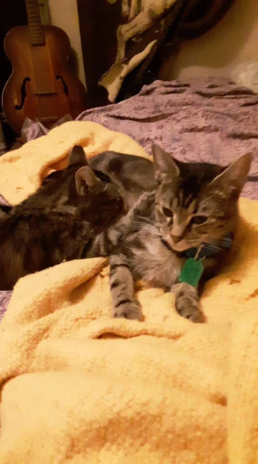 Lost cat in Aurora, MO, 65605