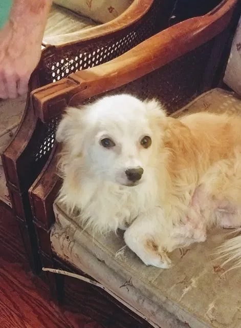 Lost dog in Kansas City, MO, 64151