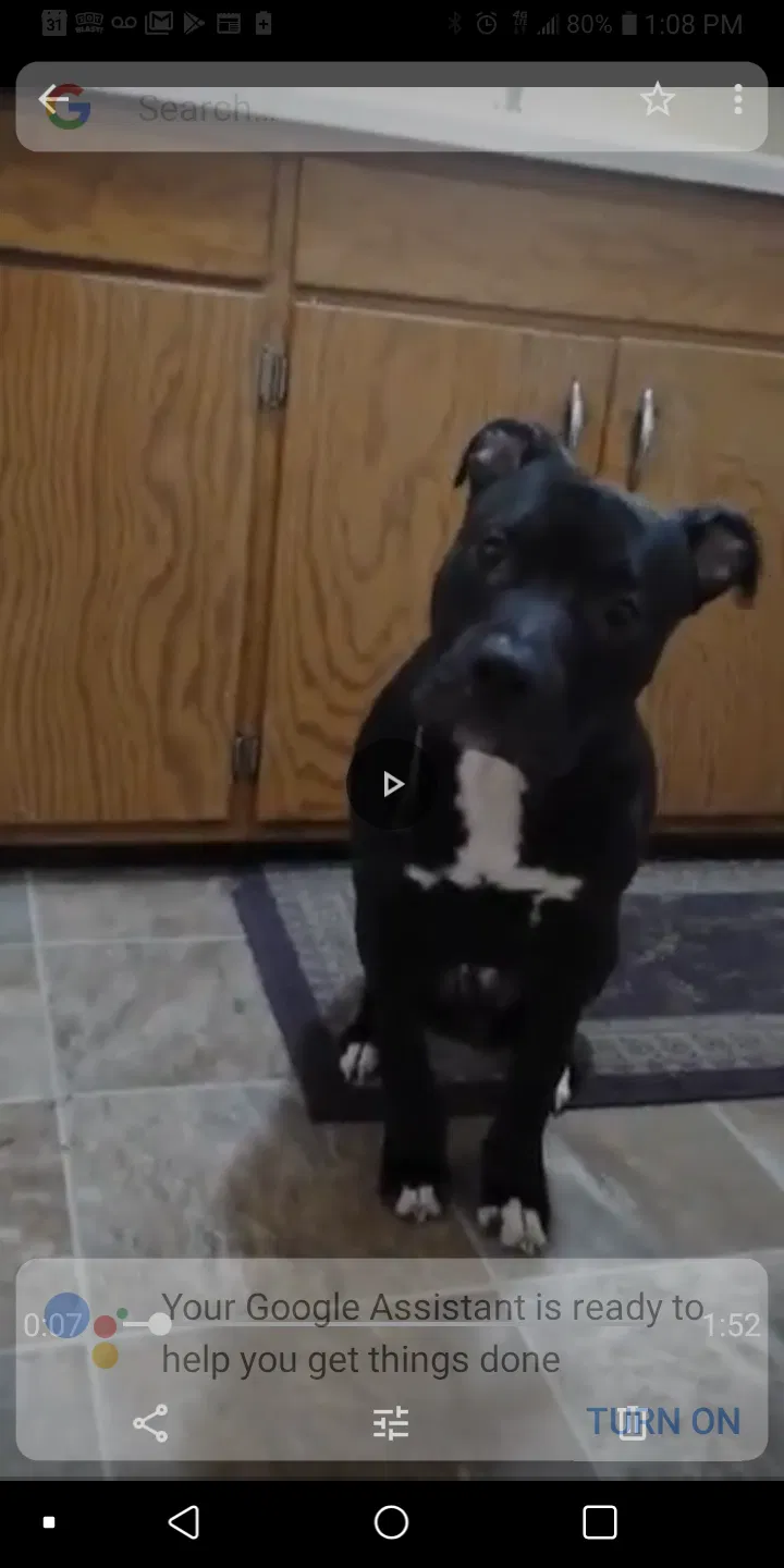 Lost dog in Oak Park, MN, 56357