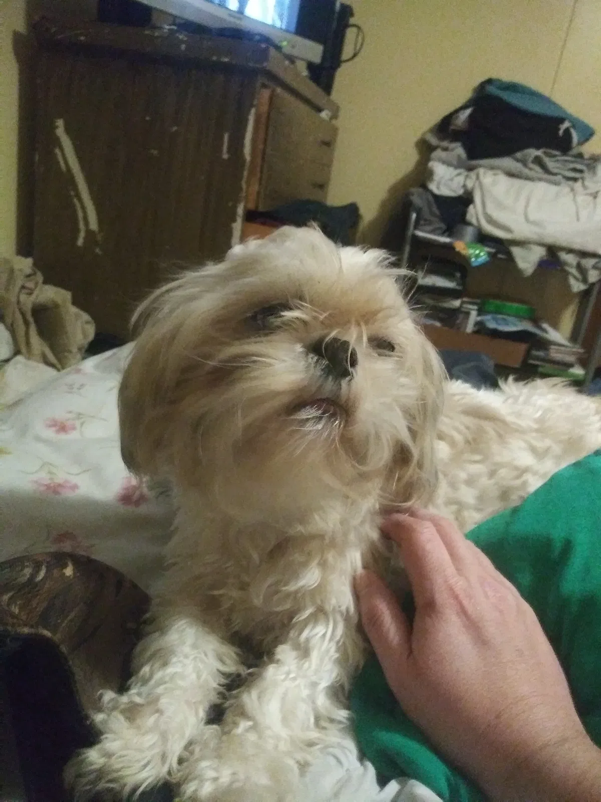 Lost dog in Wichita, KS, 67216