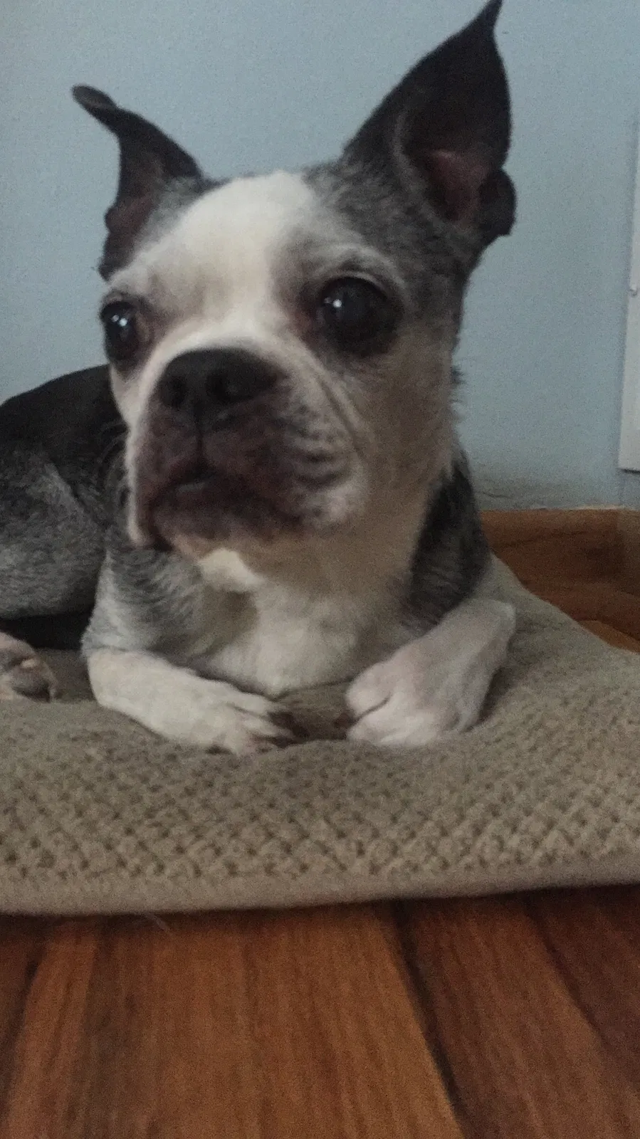 Lost dog in Long Lake, MN, 55356