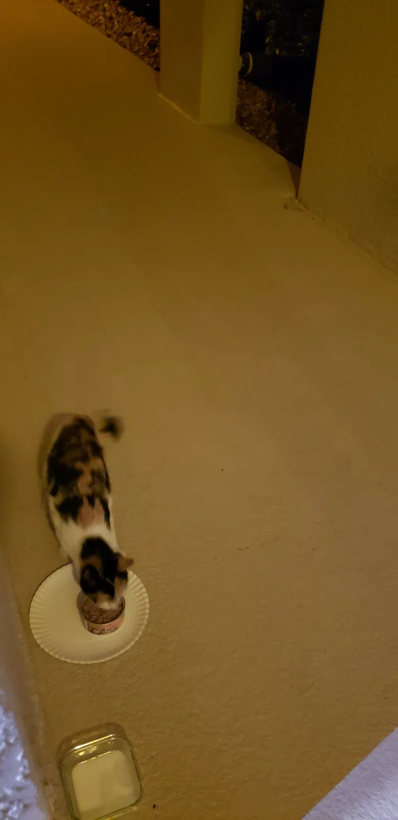 Found cat in Naples, FL, 34119