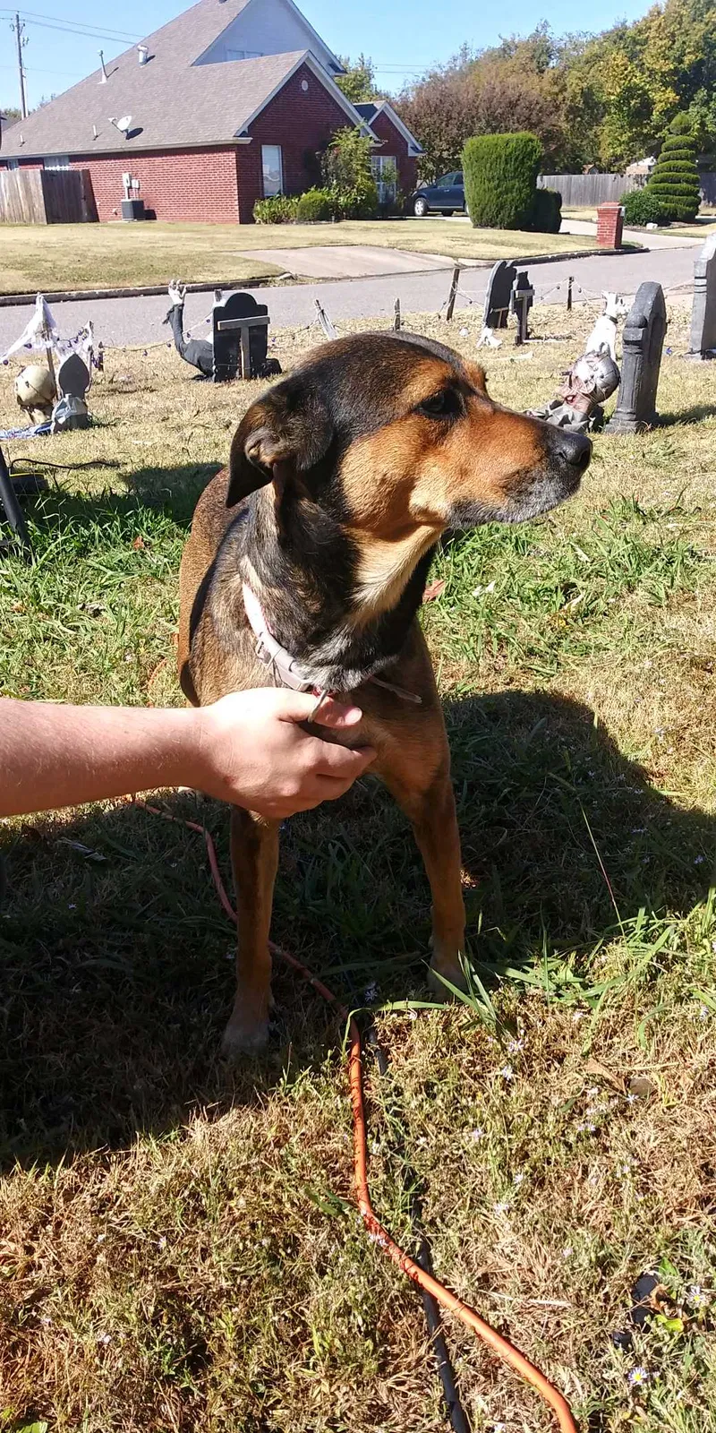 Found dog in Oklahoma City, OK, 73135