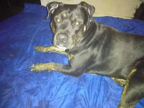Lost dog in Stockton, CA, 95205