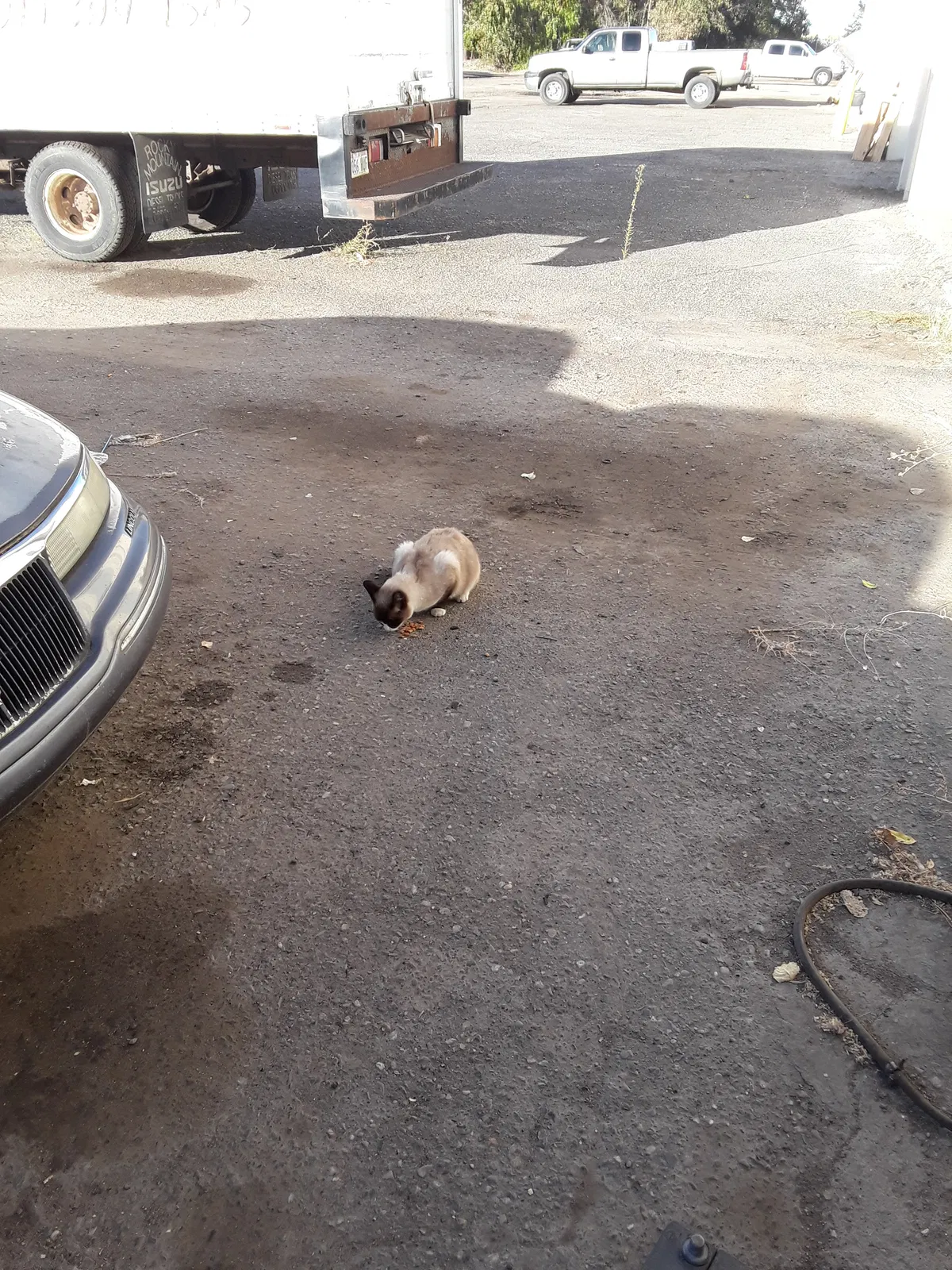 Found cat in Ogden, UT, 84401
