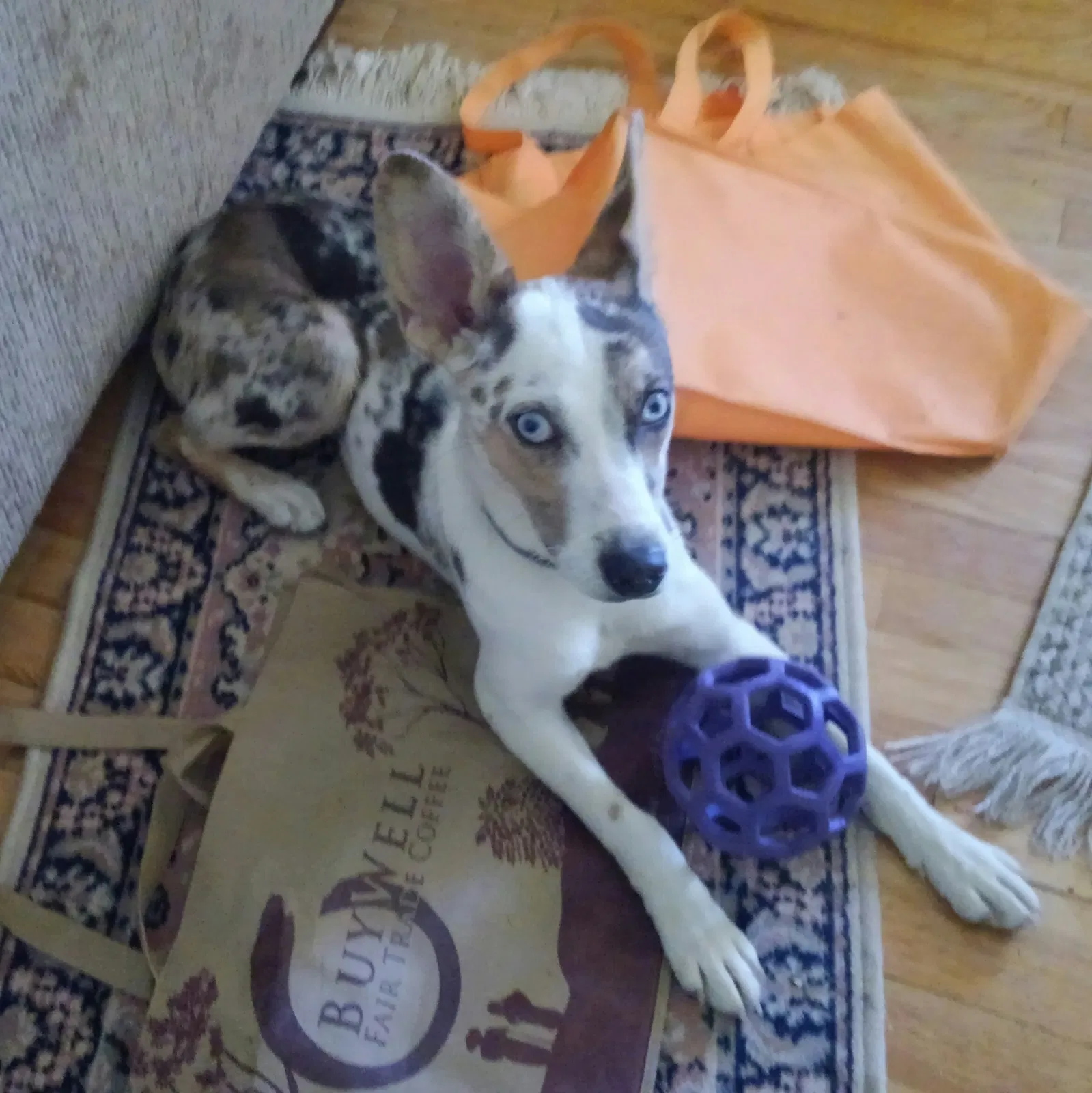 Found dog in Colorado Springs, CO, 80909