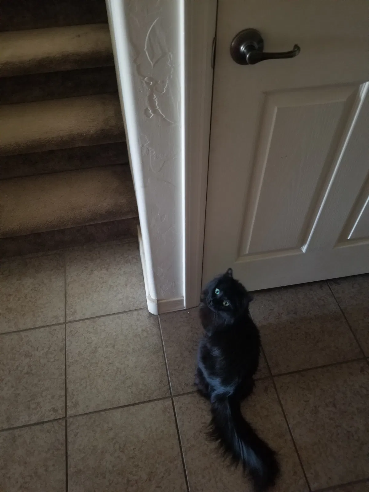 Lost cat in Tucson, AZ, 85756