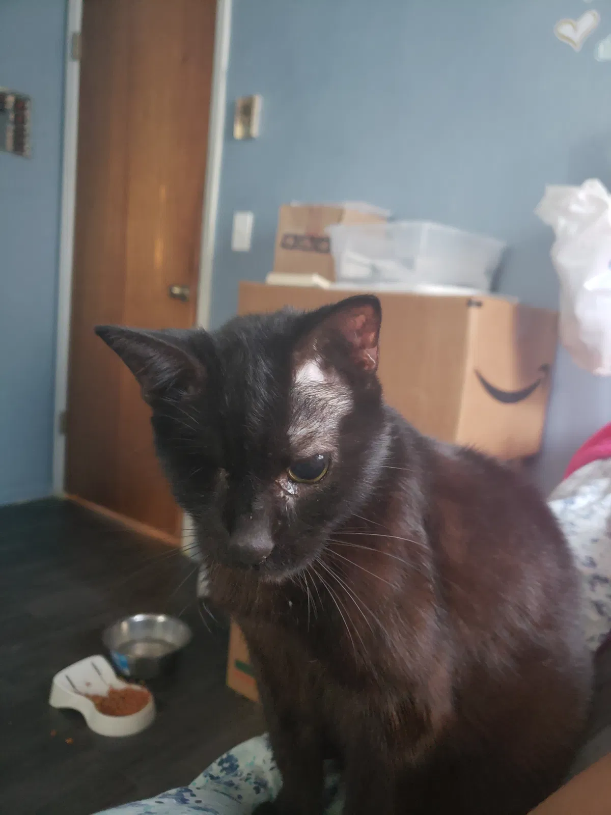 Lost cat in Auburndale, FL, 33823
