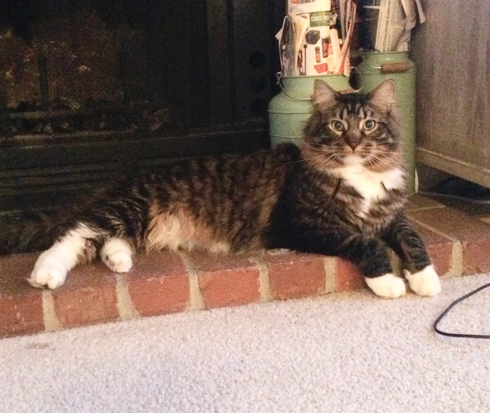 Lost cat in Arvada, CO, 80004