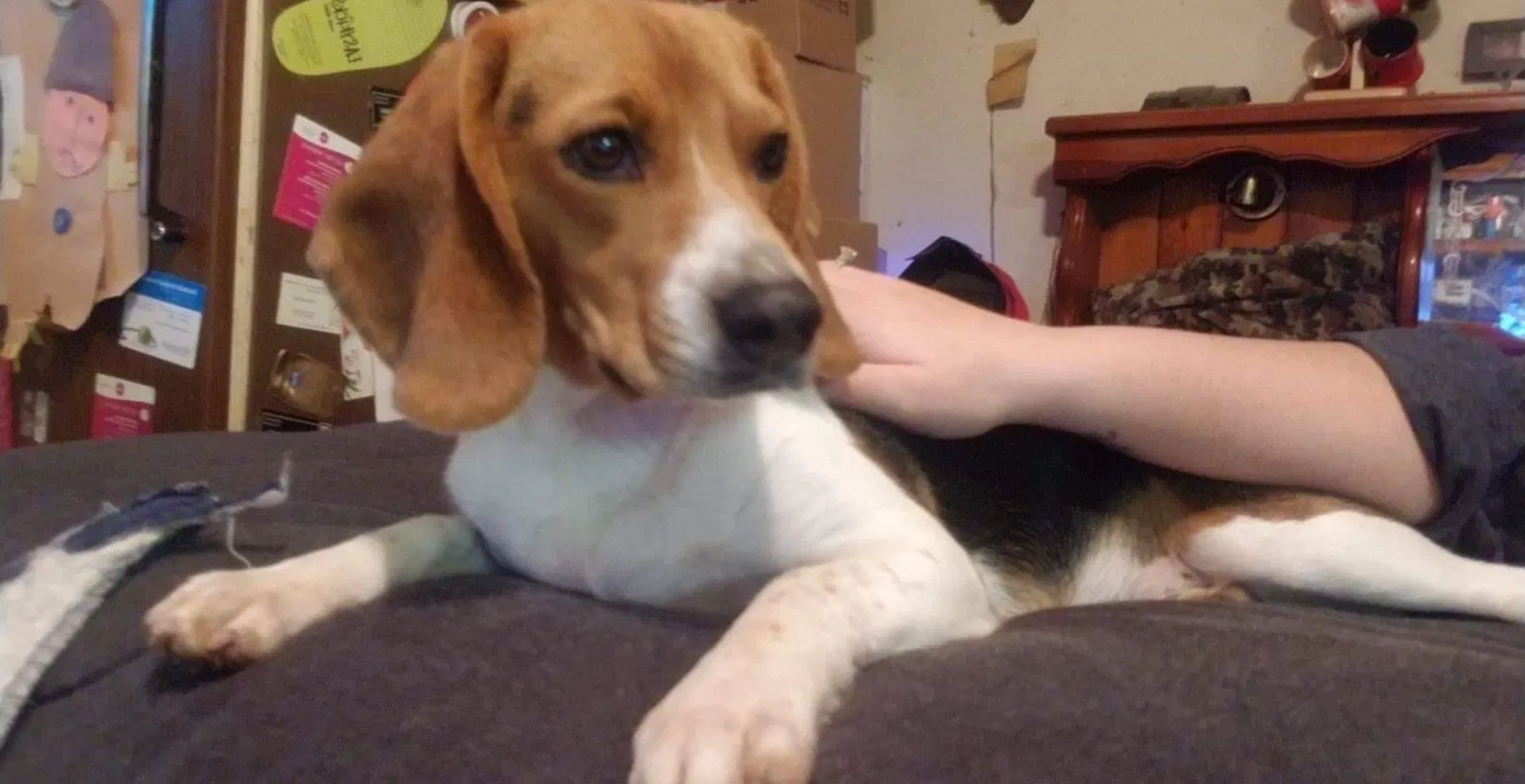 Lost dog in Snellville, GA, 30078