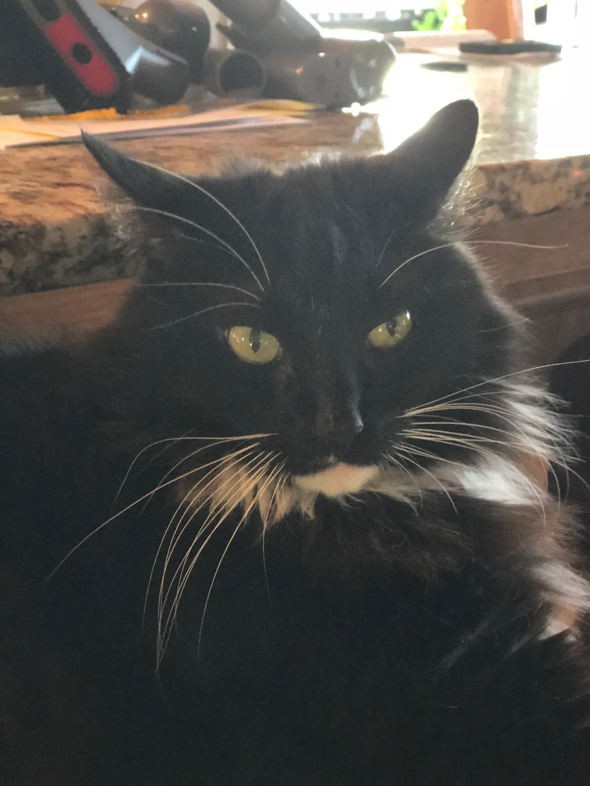 Lost cat in Cumming, GA, 30041