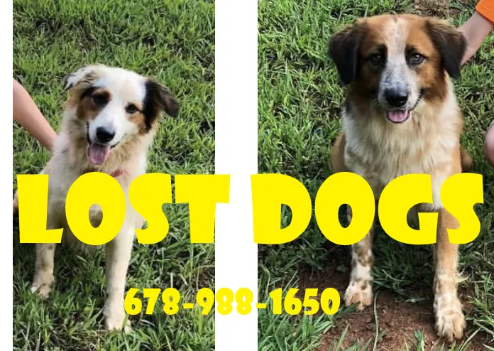 Lost dog in Bremen, GA, 30110