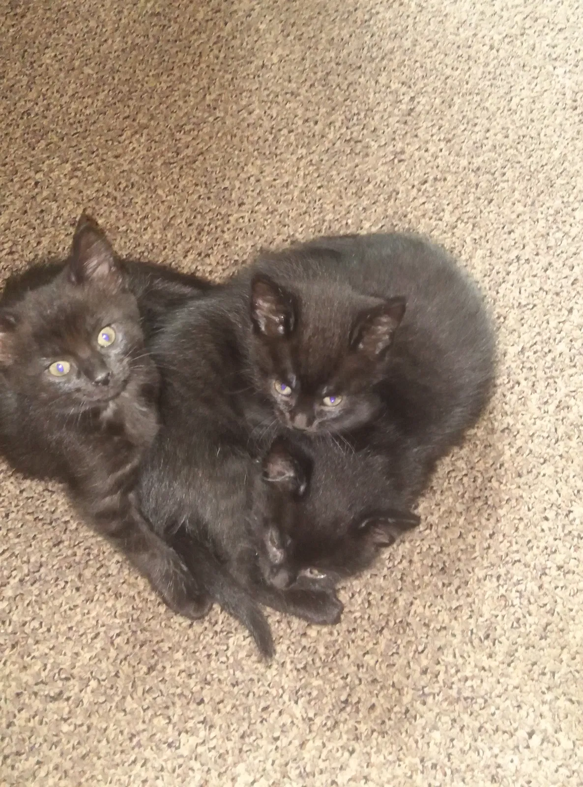 Found cat in Brownsville, WI, 53006