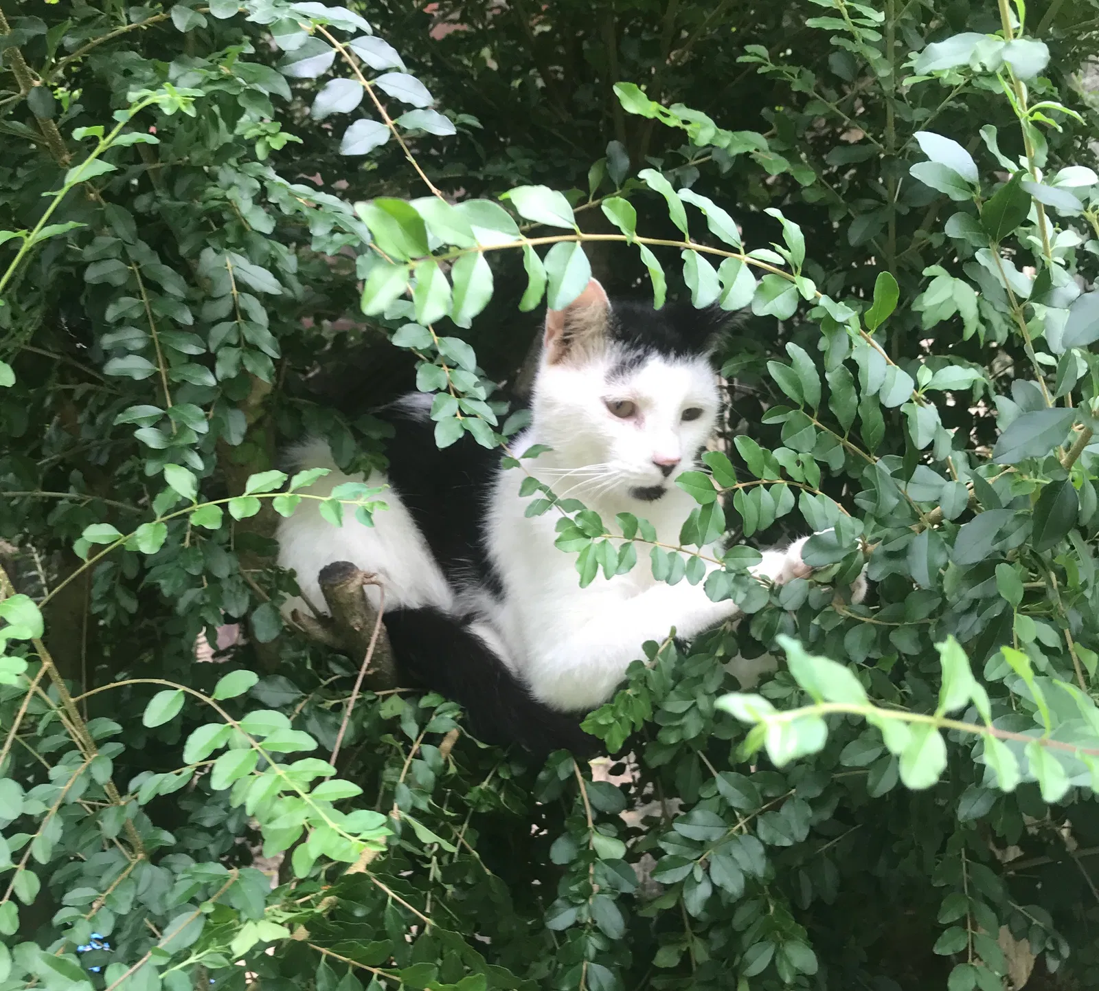 Lost cat in Loganville, GA, 30052