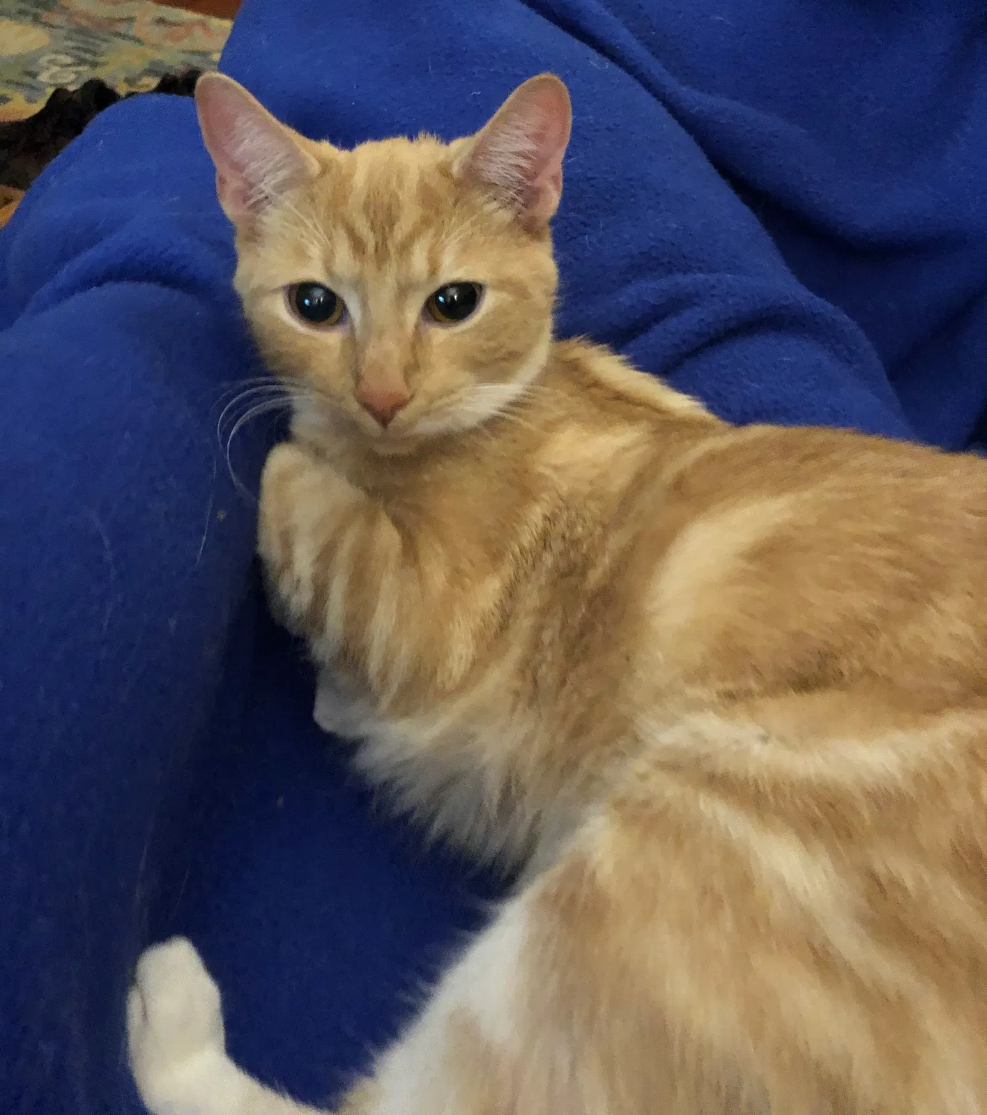 Lost cat in Marietta, GA, 30062
