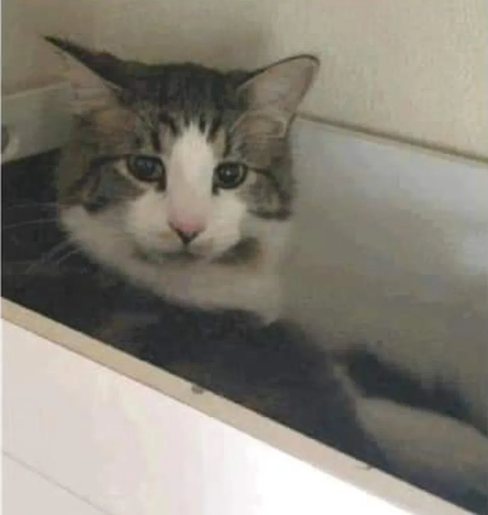 Lost cat in Parker, CO, 80134