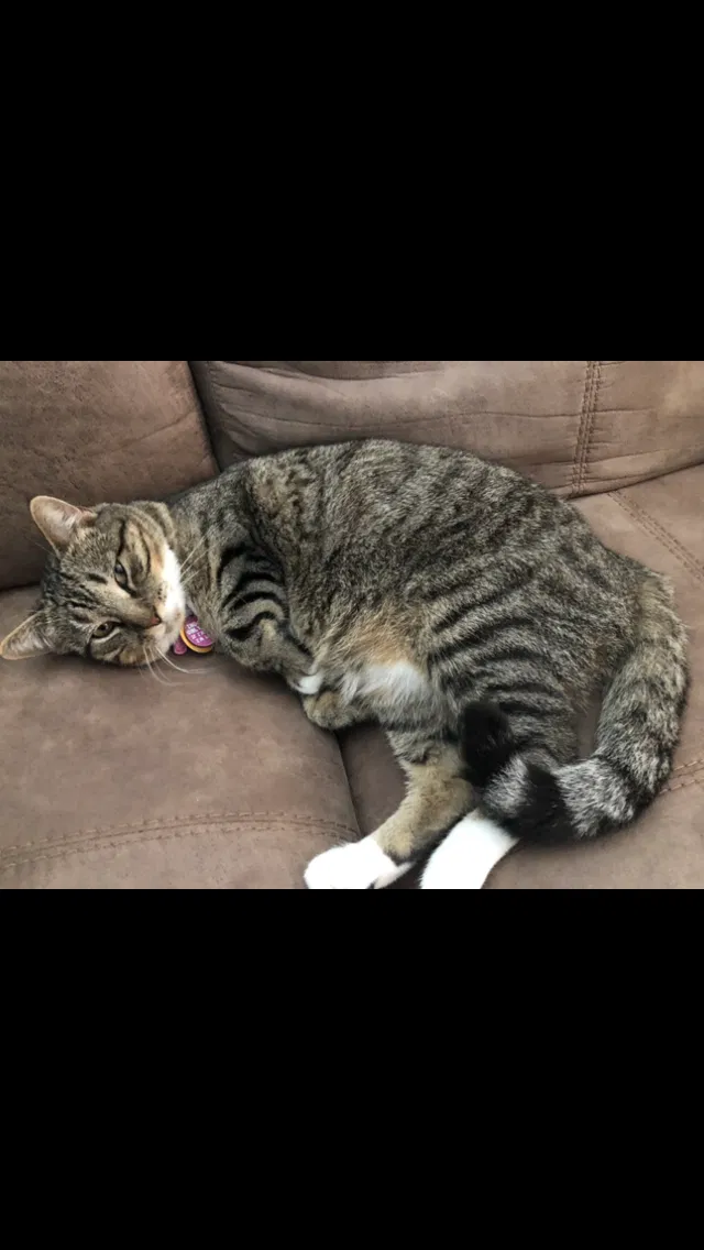 Lost cat in Ozark, MO, 65721