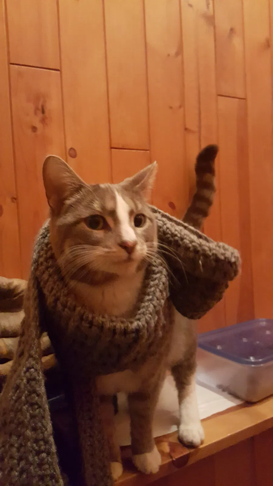 Lost cat in Maple Park, IL, 60151