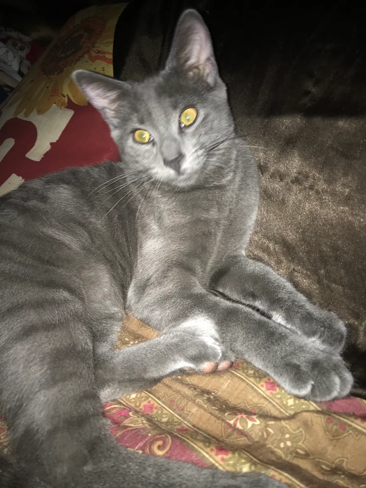 Lost cat in Glendale, AZ, 85308