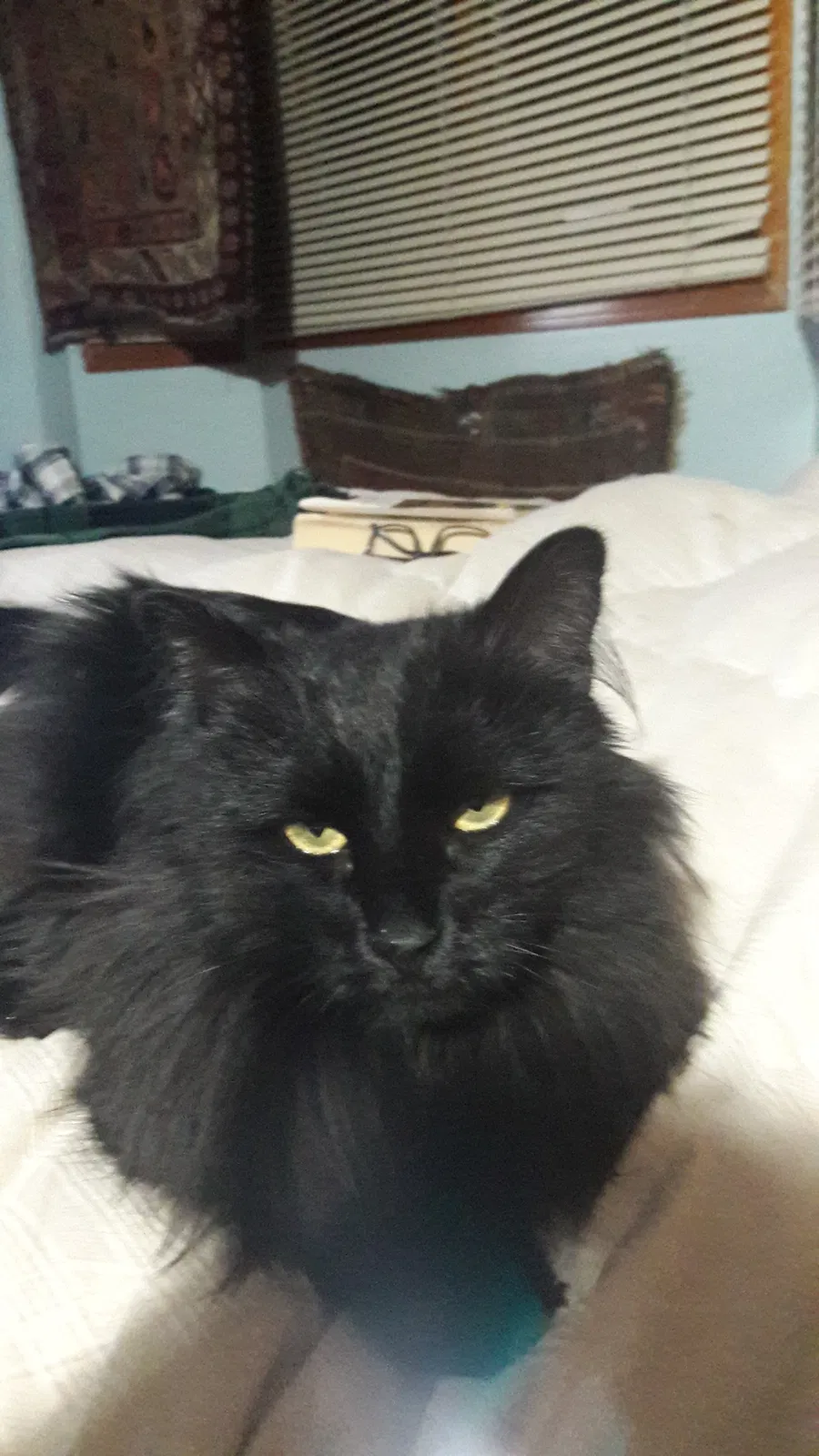 Lost cat in Littleton, CO, 80127