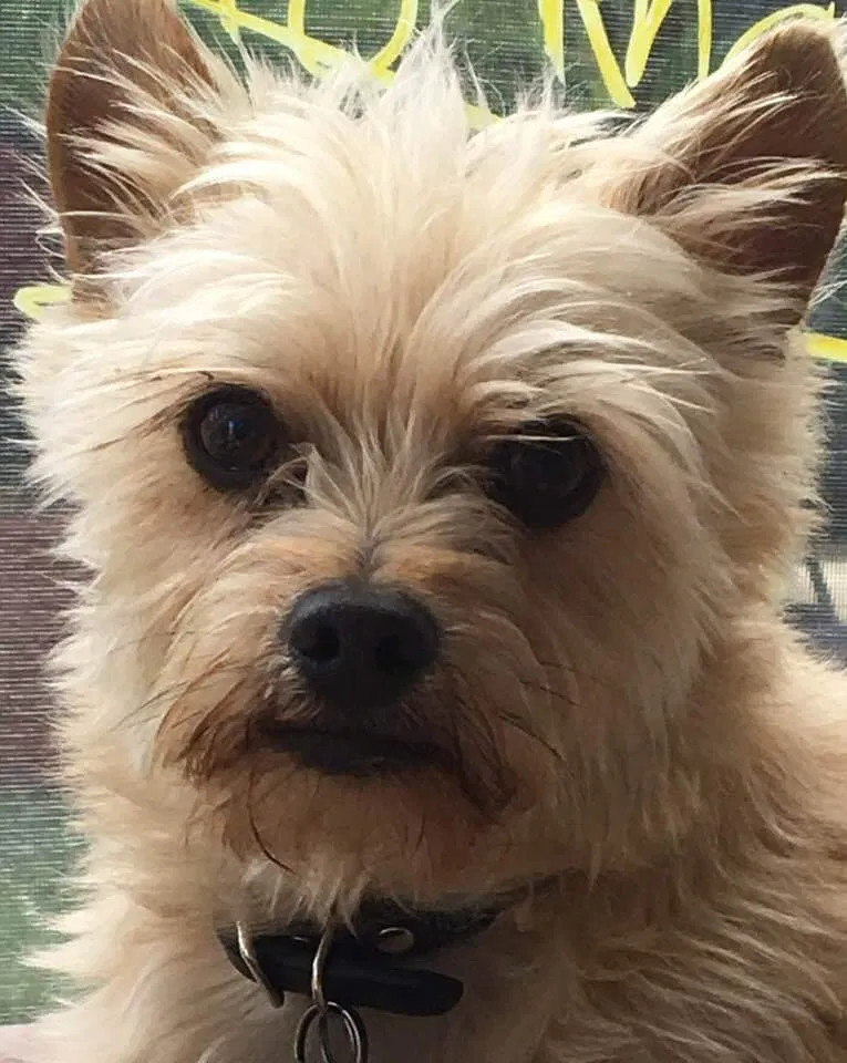 Lost dog in Benicia, CA, 94510