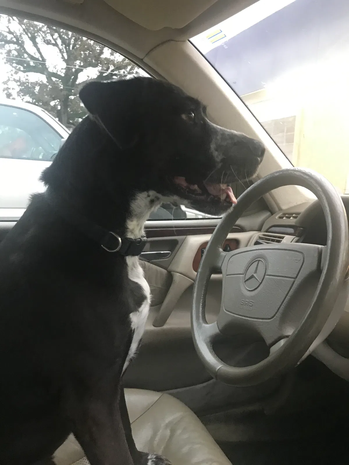 Lost dog in Jasper, AL, 35501