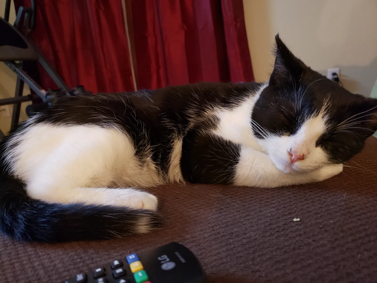Lost cat in Enterprise, AL, 36330
