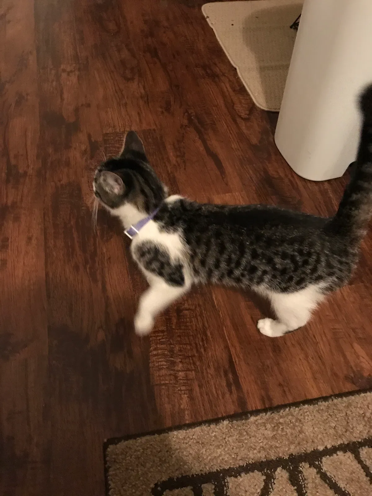 Found cat in Springfield, MO, 65804